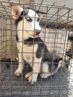 1-3 months Male Purebred Siberian Husky