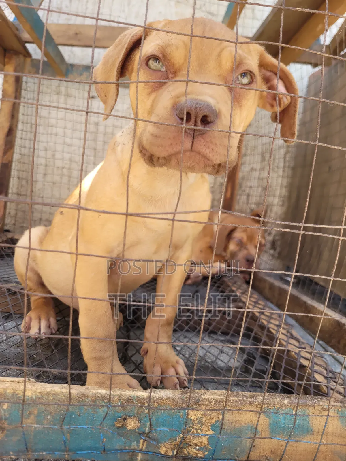 1-3 months Male Purebred American Bully