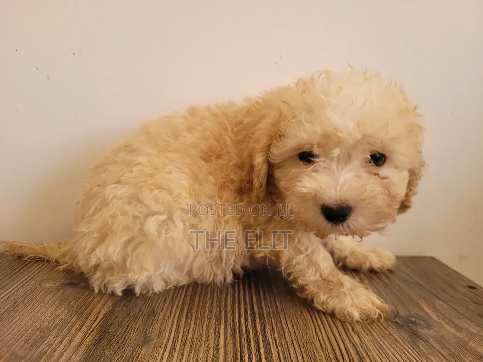 1-3 months Male Purebred Poodle