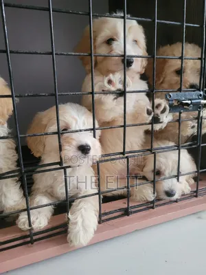 1-3 months Male Purebred Poodle