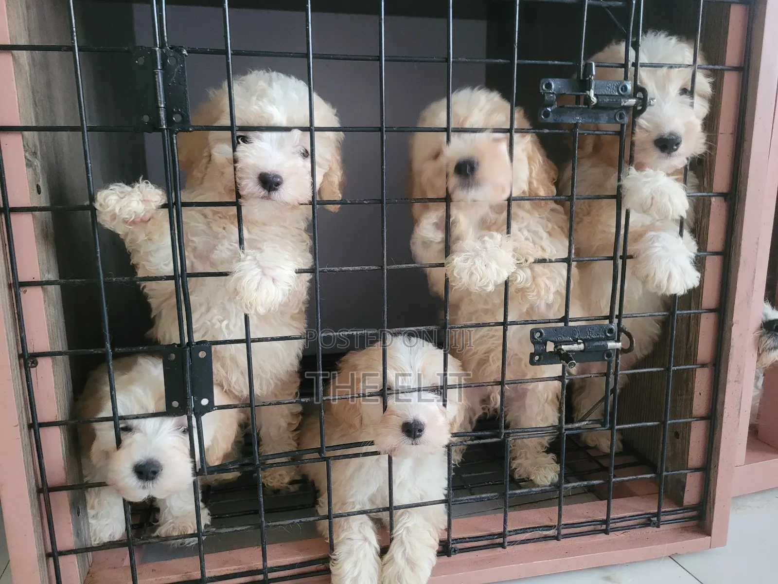 1-3 months Male Purebred Poodle
