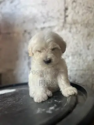 1-3 months Female Purebred Maltese