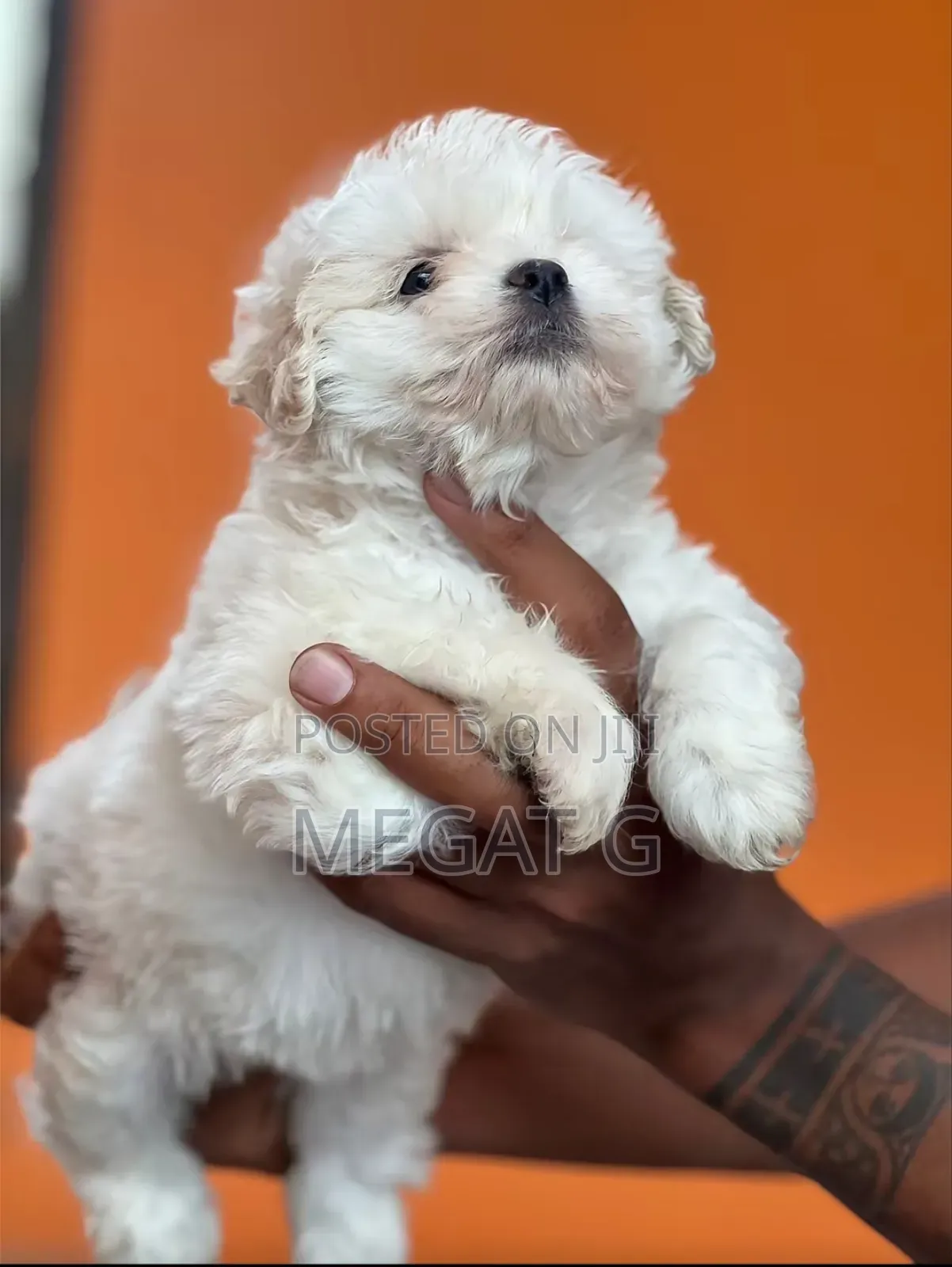 1-3 months Male Purebred Maltese