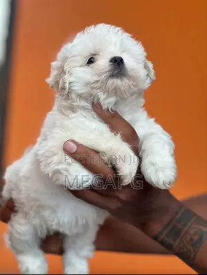 1-3 months Male Purebred Maltese