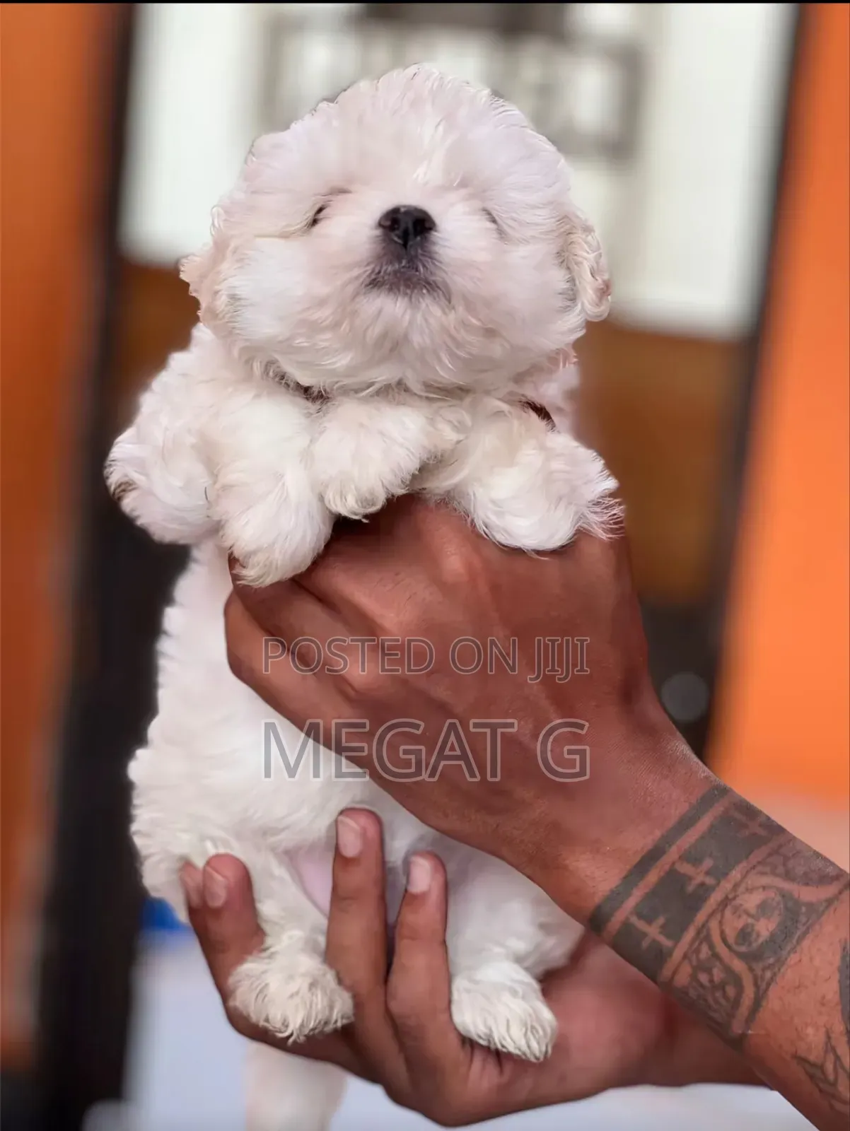 1-3 months Male Purebred Maltese