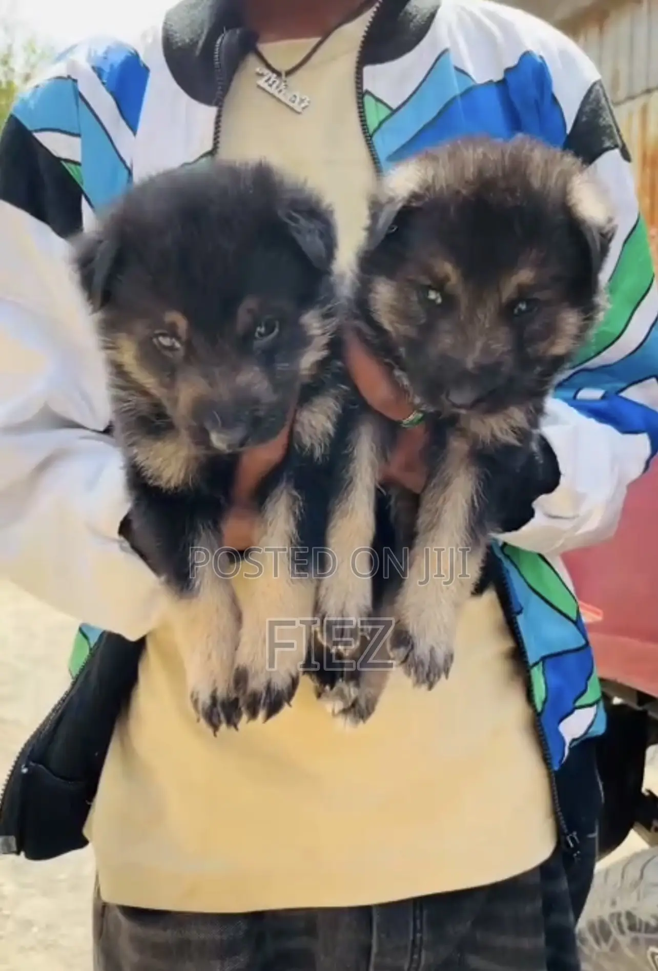 1-3 months Female Purebred German Shepherd