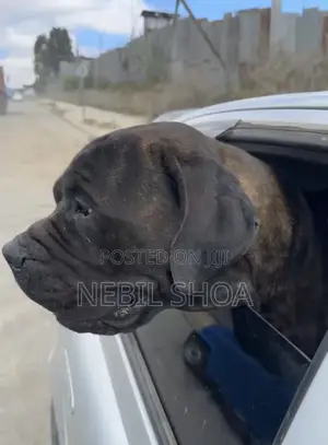 0-1 month Male Purebred Boerboel