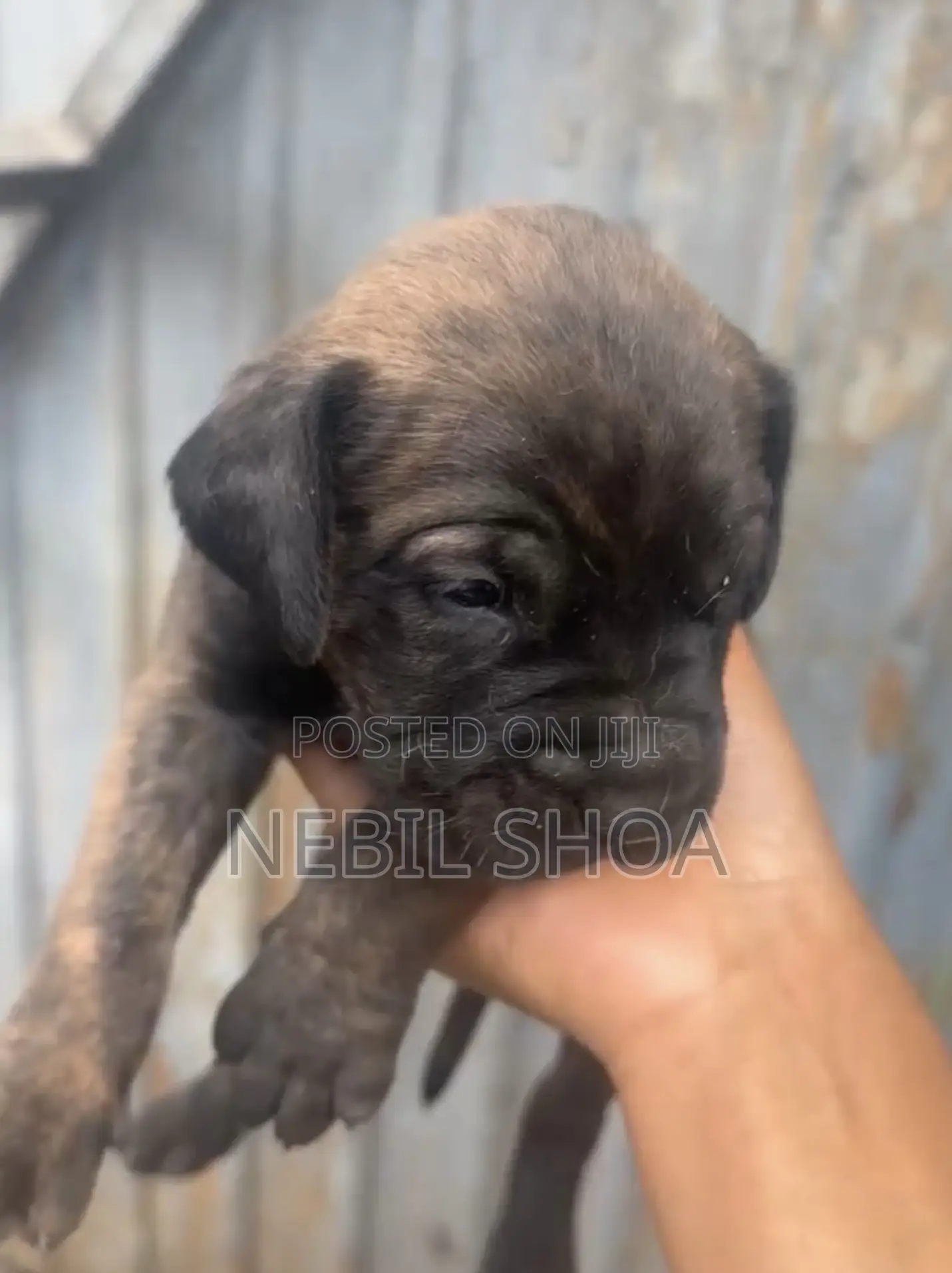 0-1 month Male Purebred Boerboel