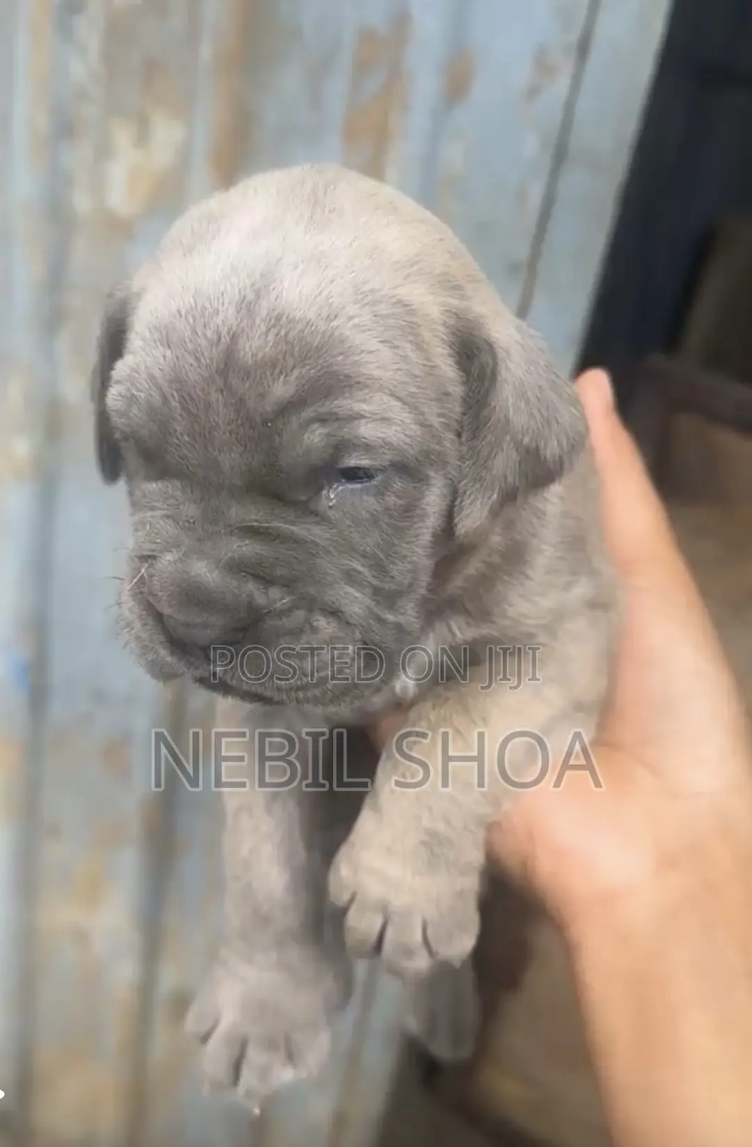 0-1 month Male Purebred Boerboel