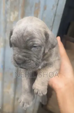 0-1 month Male Purebred Boerboel
