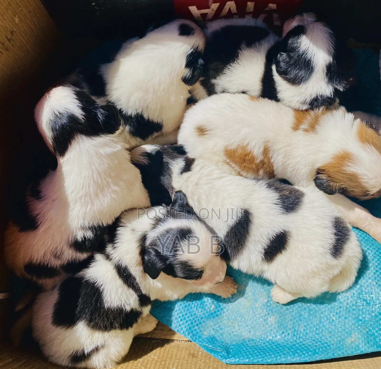 1-3 months Male Purebred Shih Tzu