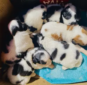 1-3 months Male Purebred Shih Tzu