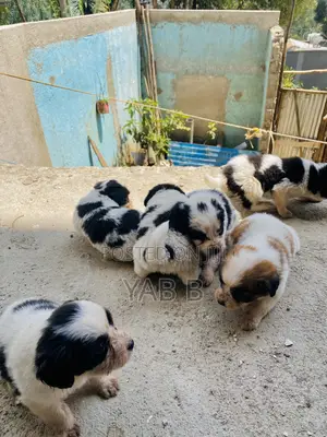 1-3 months Male Purebred Shih Tzu