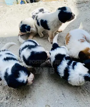 1-3 months Male Purebred Shih Tzu