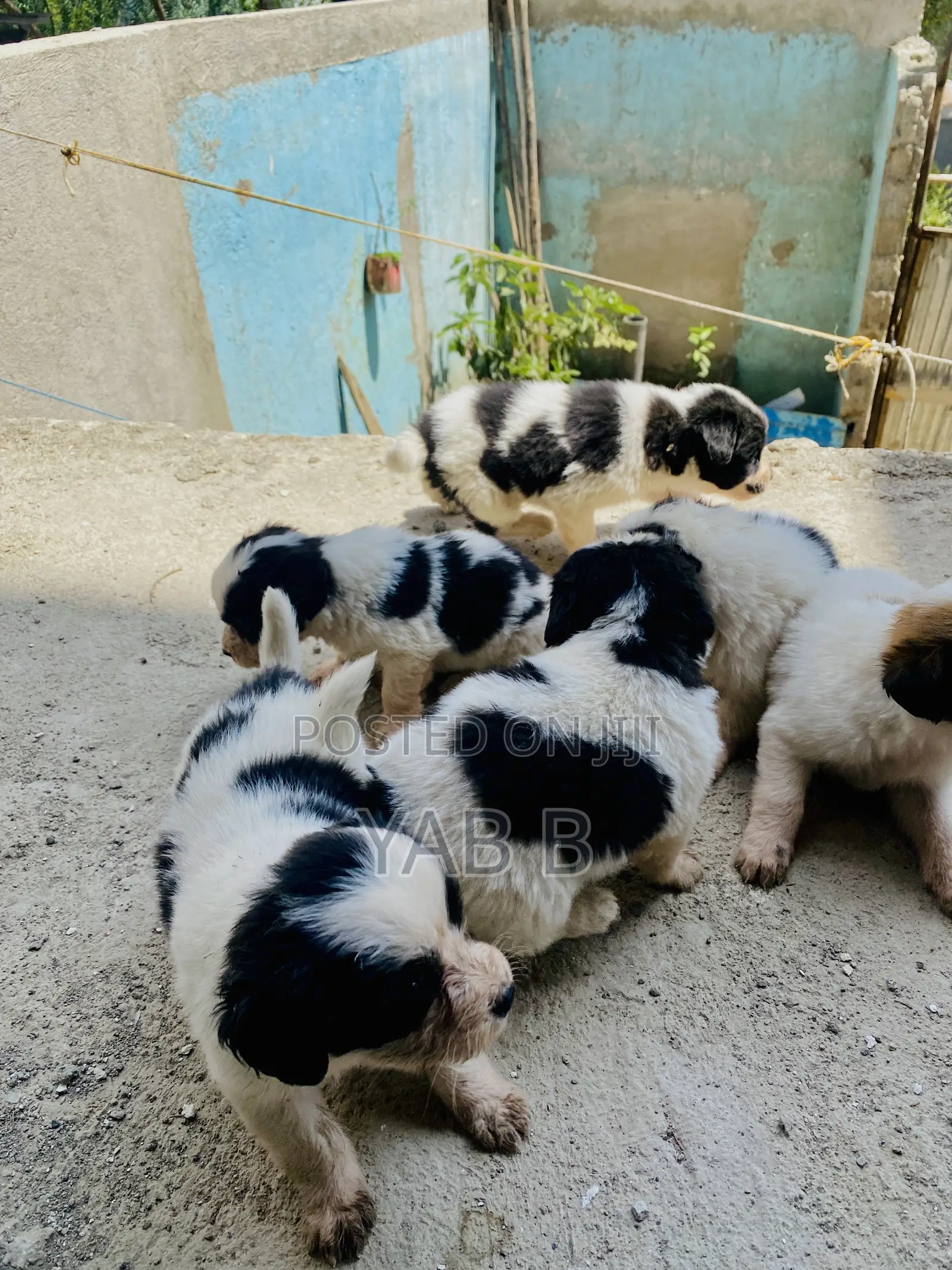 1-3 months Male Purebred Shih Tzu