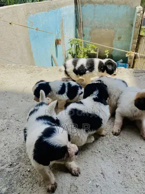 1-3 months Male Purebred Shih Tzu