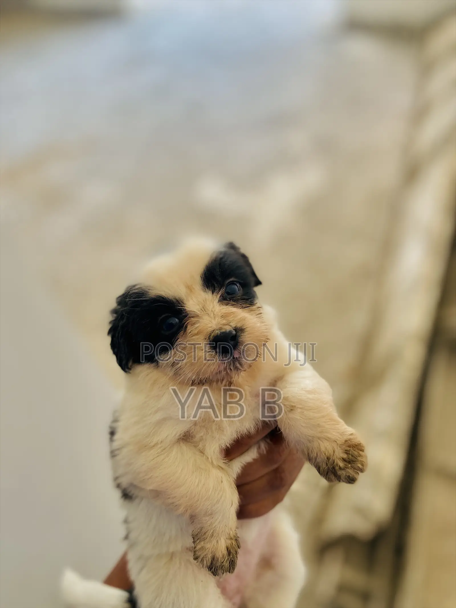 1-3 months Male Purebred Shih Tzu