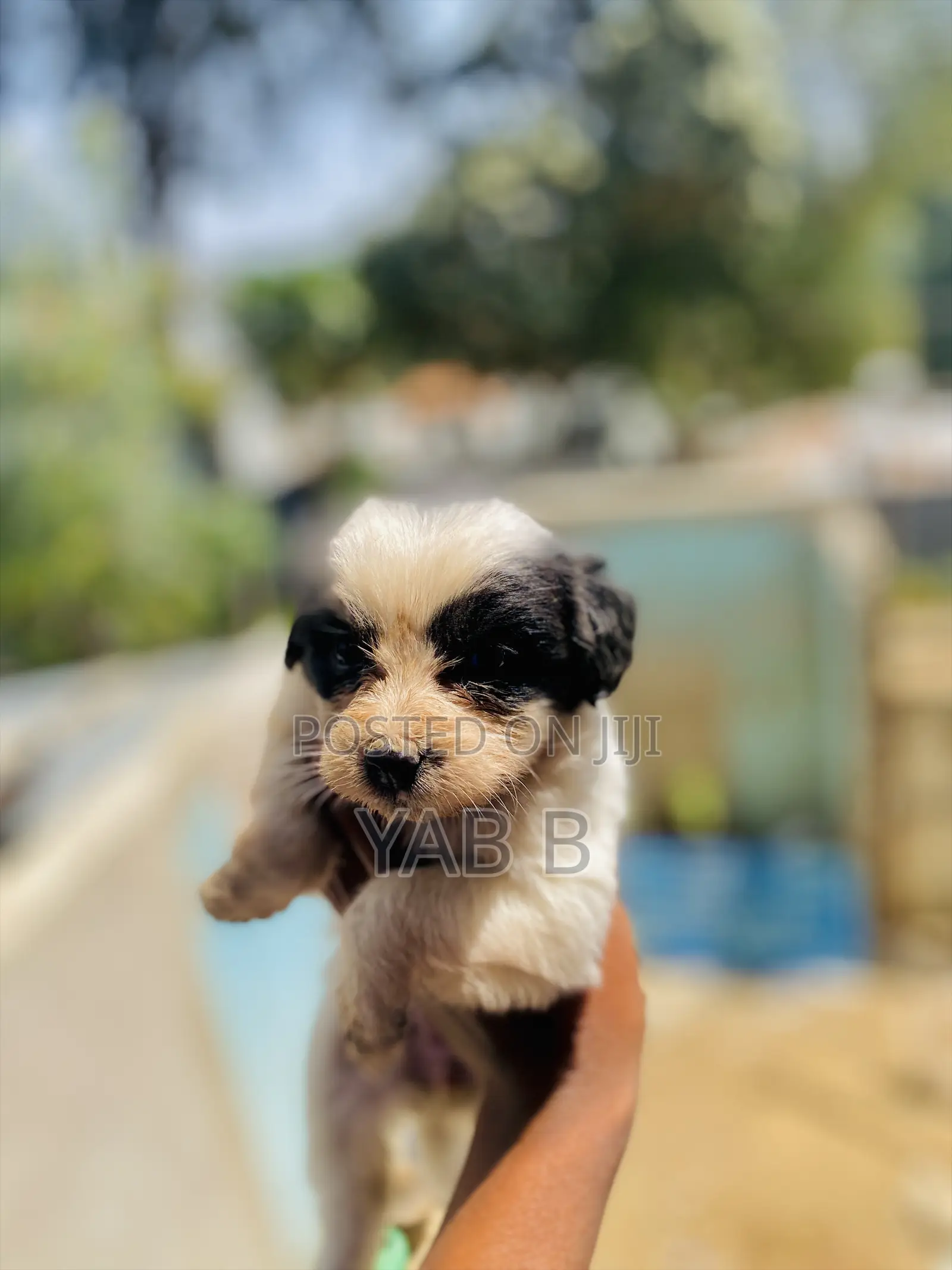 1-3 months Male Purebred Shih Tzu
