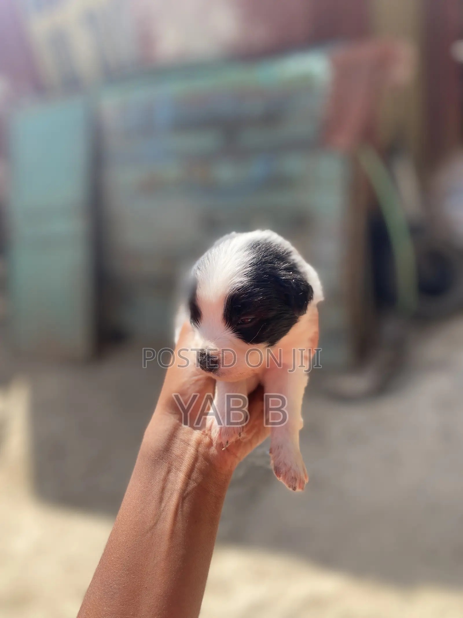 1-3 months Male Purebred Shih Tzu