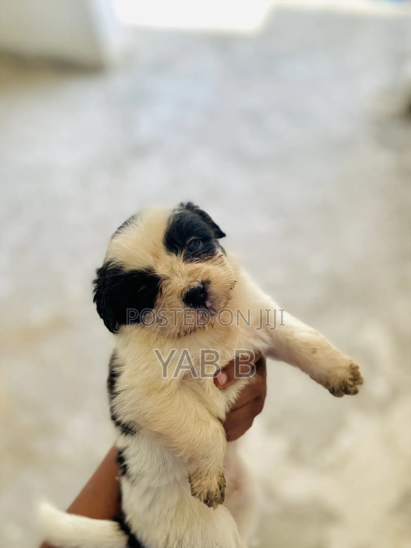 1-3 months Male Purebred Shih Tzu