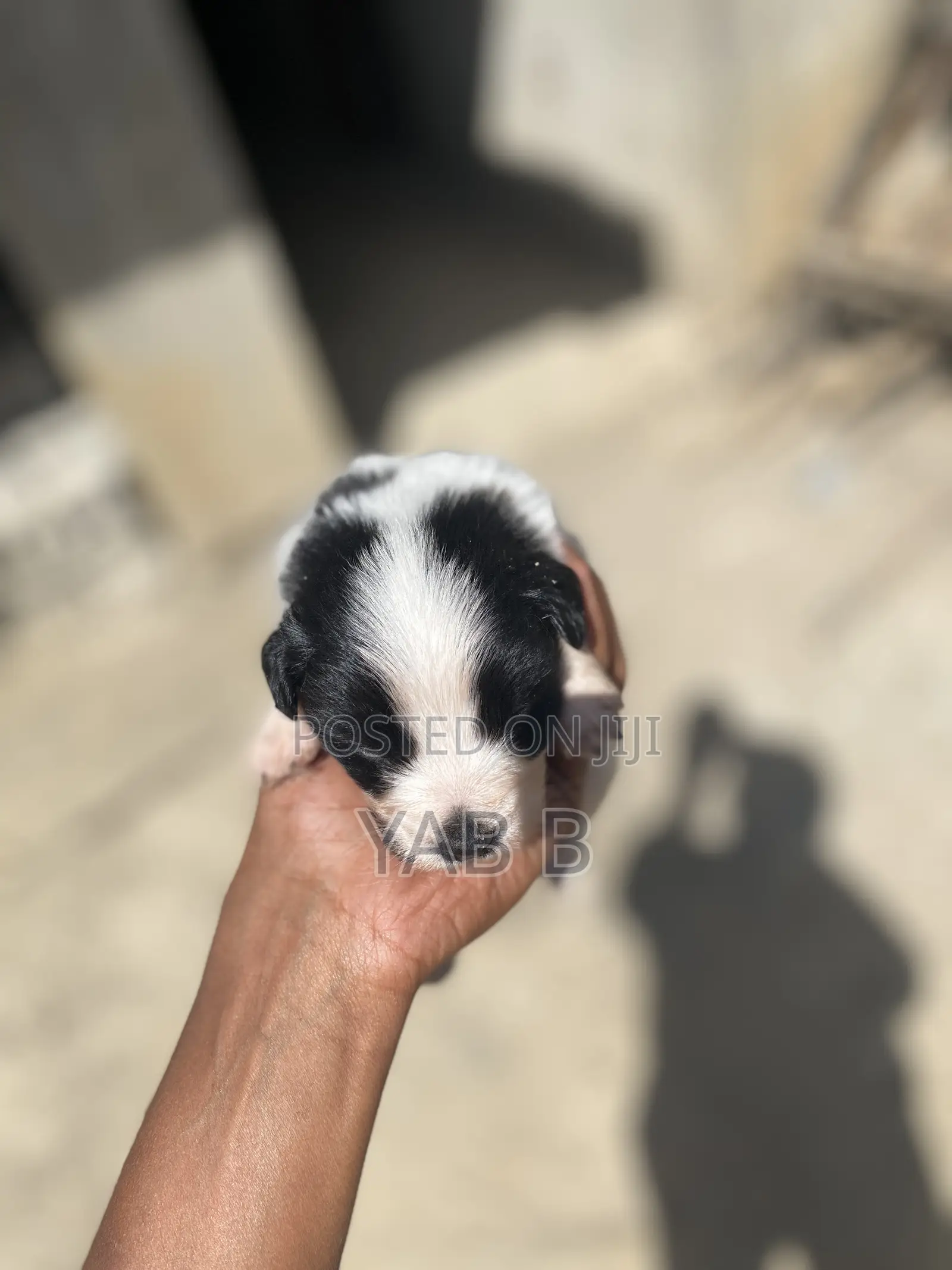 1-3 months Male Purebred Shih Tzu