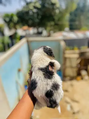 1-3 months Male Purebred Shih Tzu