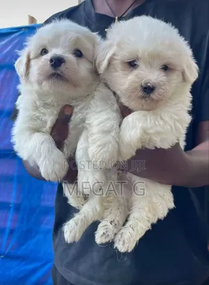 1-3 months Male Purebred Maltese