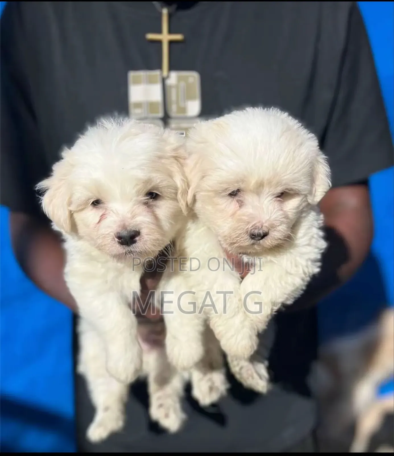 1-3 months Male Purebred Maltese