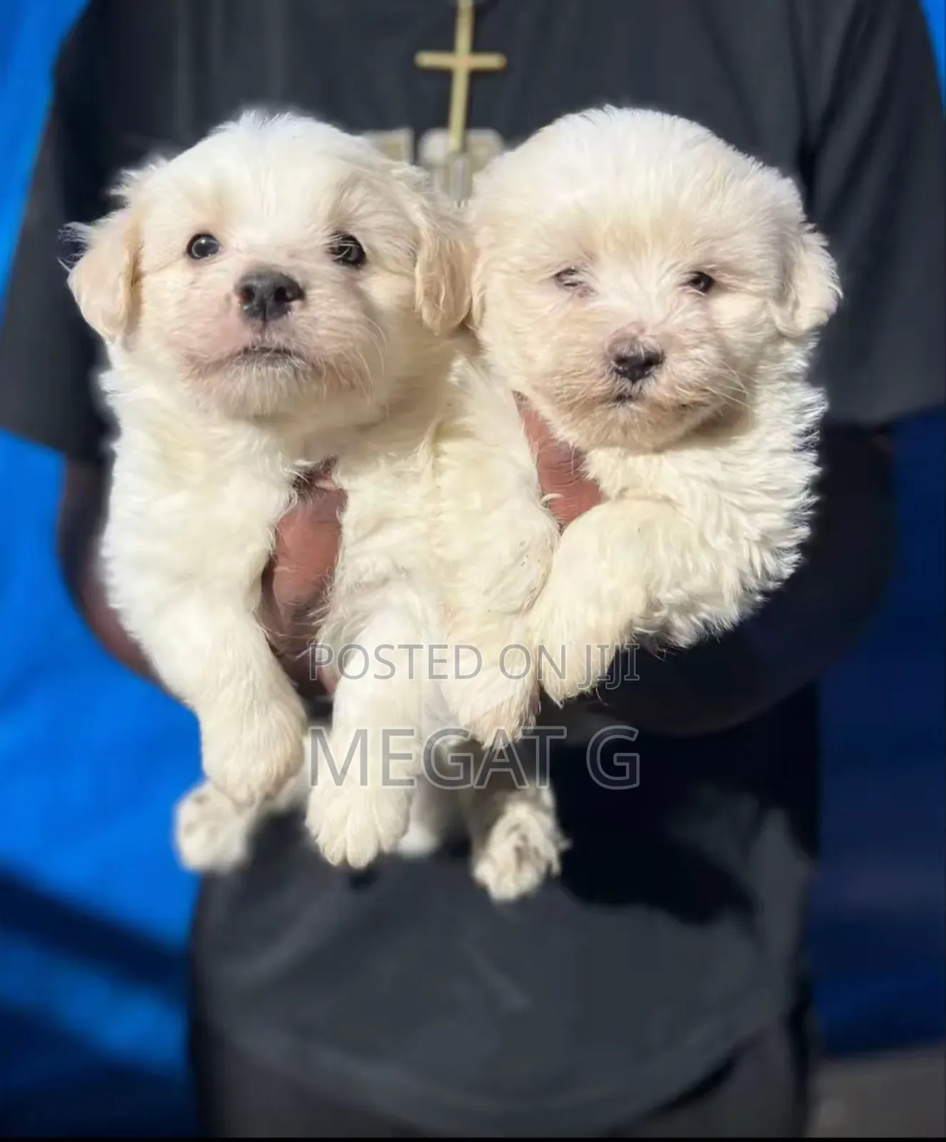1-3 months Male Purebred Maltese