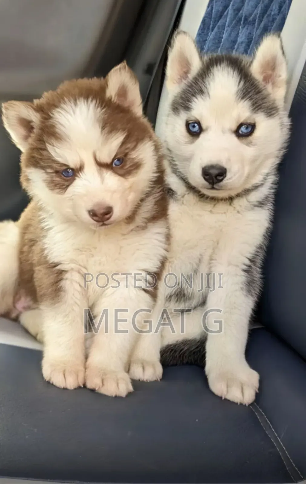 1-3 months Male Purebred Siberian Husky