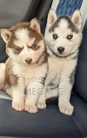 1-3 months Male Purebred Siberian Husky