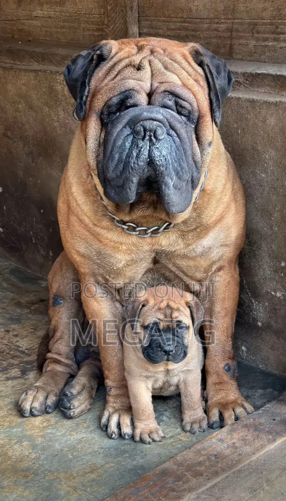 1-3 months Male Purebred Bullmastiff