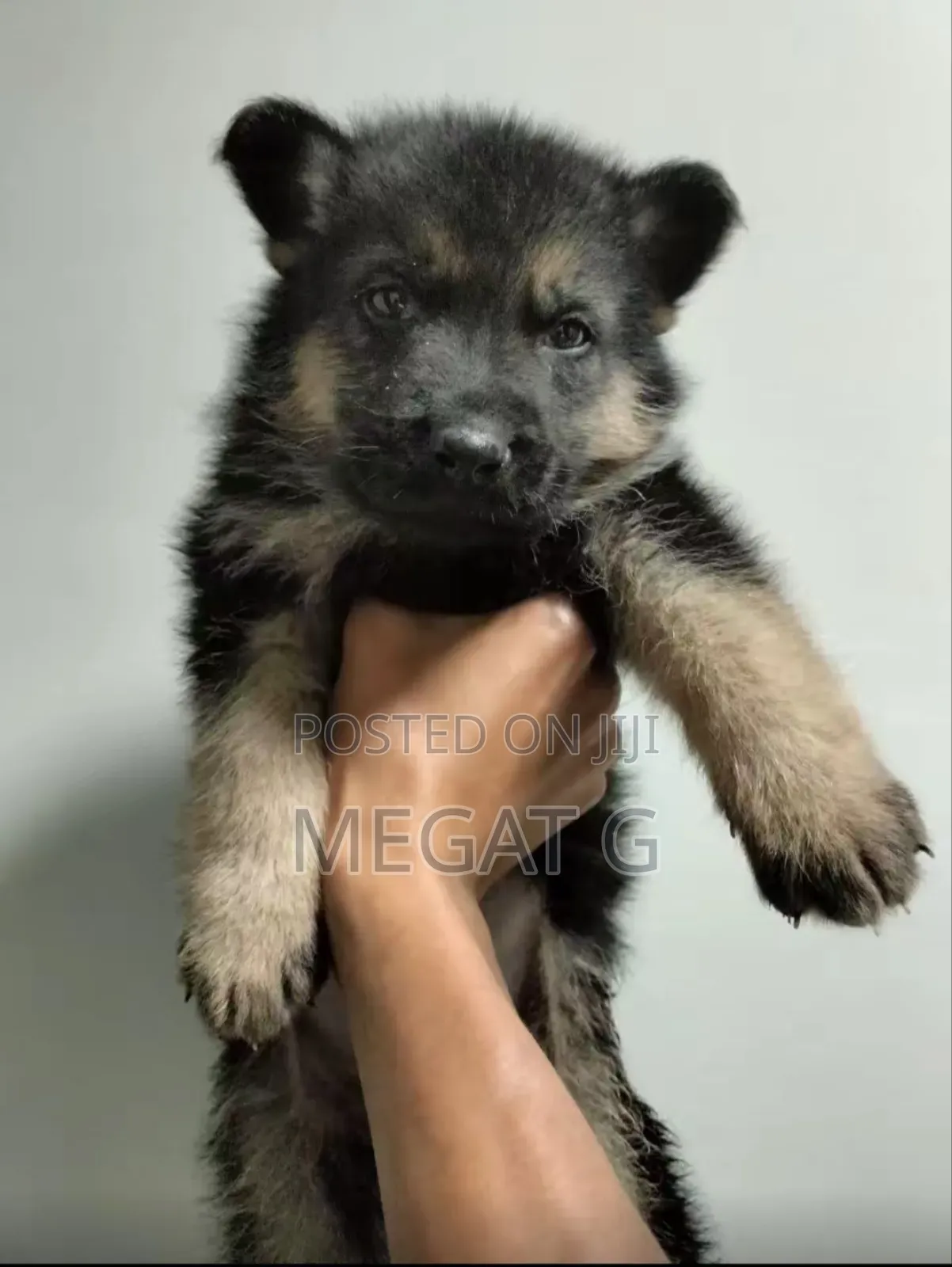 1-3 months Male Purebred German Shepherd