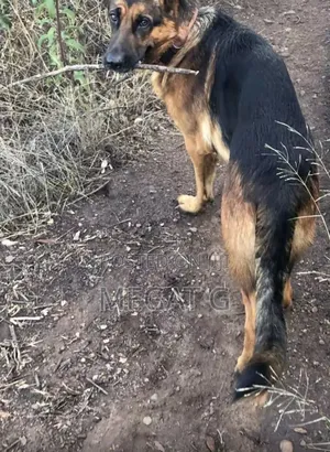 1-3 months Male Purebred German Shepherd