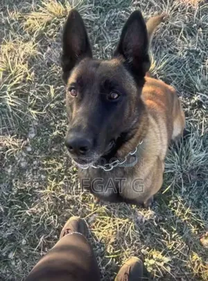 1-3 months Female Purebred Belgian Malinois