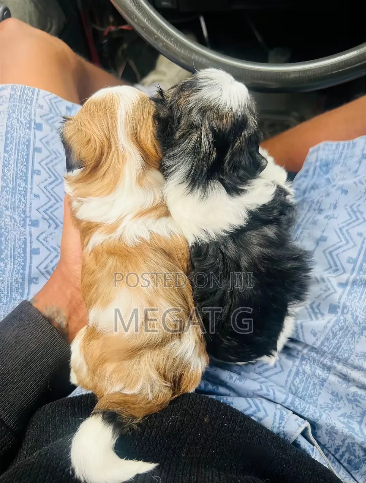 1-3 months Female Purebred Maltese Shih Tzu