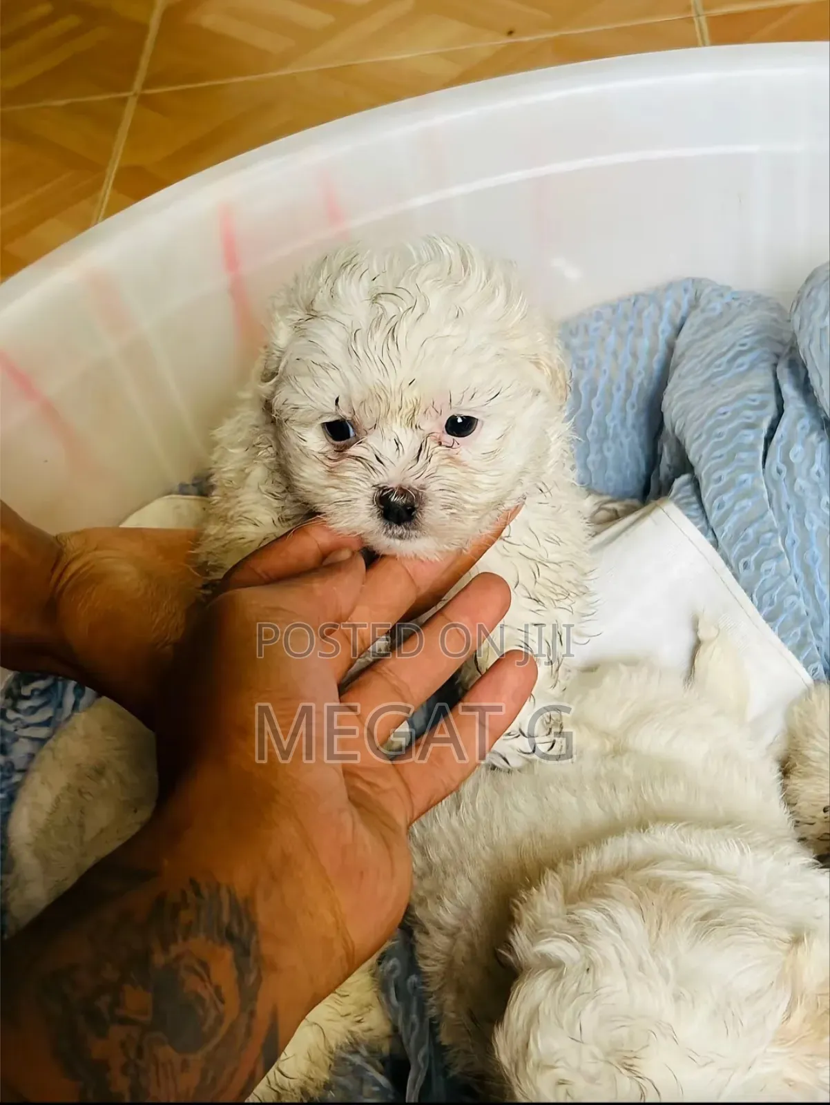 1-3 months Male Purebred Maltese
