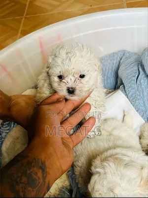 1-3 months Male Purebred Maltese