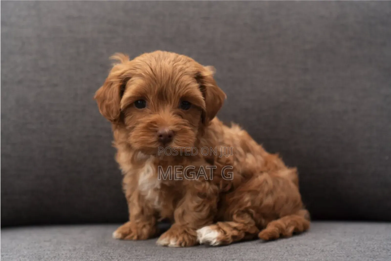 1-3 months Male Purebred Maltipoo