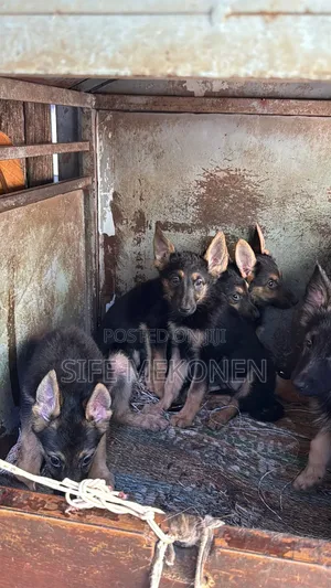 1-3 months Male Purebred German Shepherd