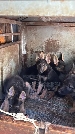 1-3 months Male Purebred German Shepherd