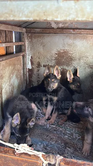 1-3 months Male Purebred German Shepherd