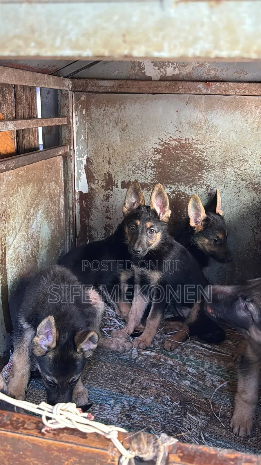 1-3 months Male Purebred German Shepherd