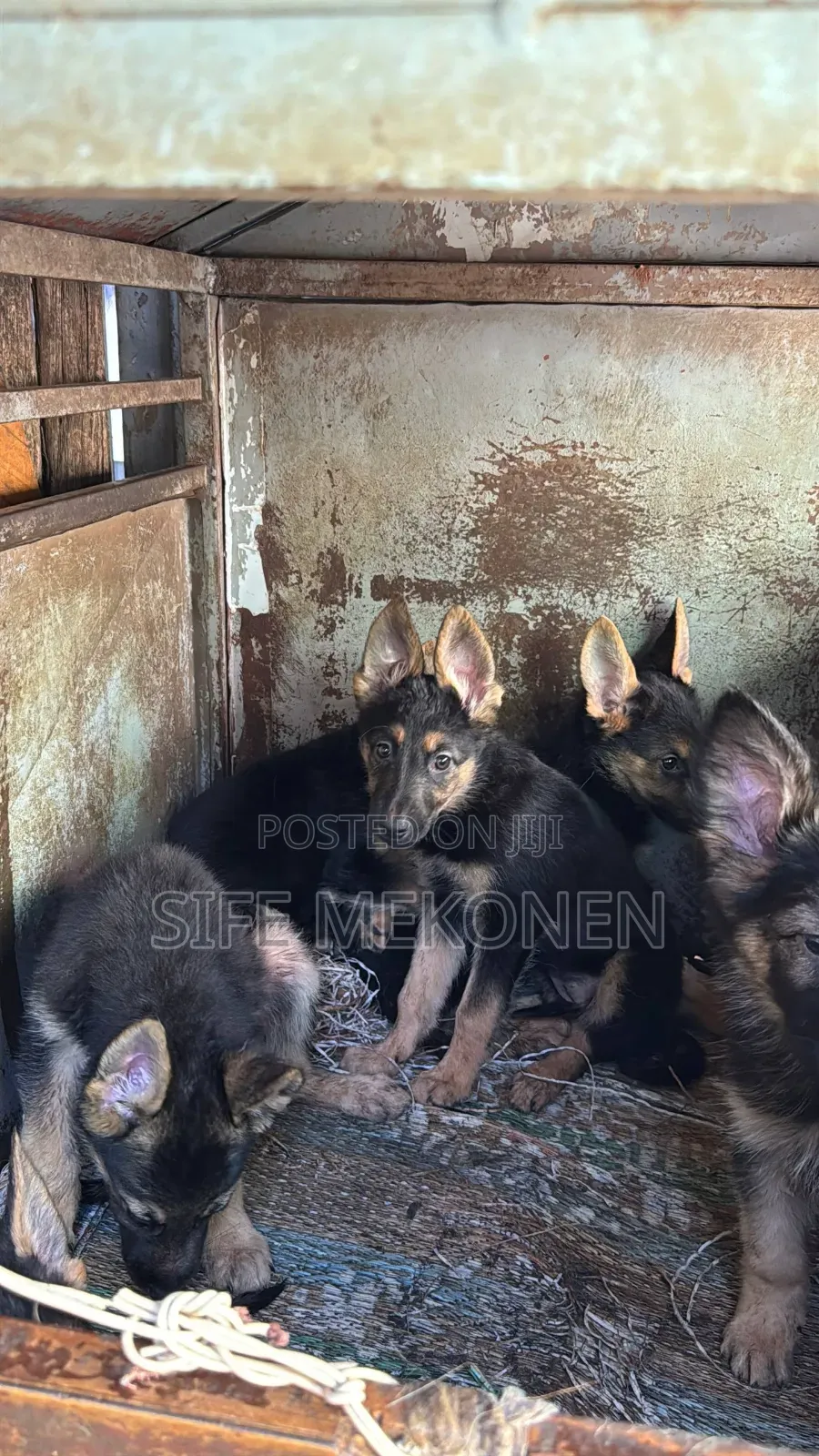 1-3 months Male Purebred German Shepherd