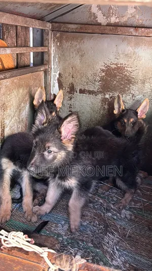 1-3 months Male Purebred German Shepherd