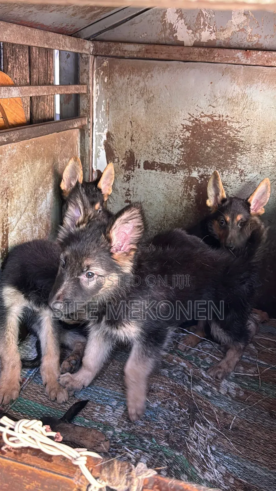 1-3 months Male Purebred German Shepherd