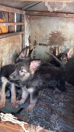 1-3 months Male Purebred German Shepherd