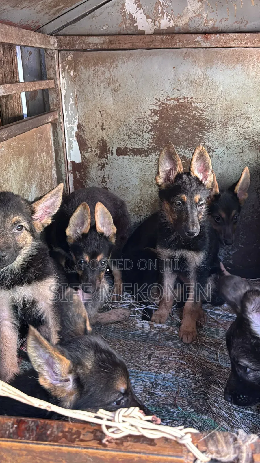 1-3 months Male Purebred German Shepherd