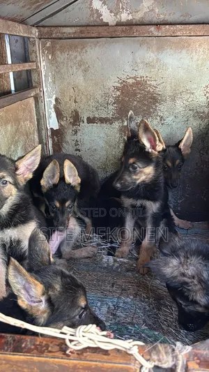 1-3 months Male Purebred German Shepherd
