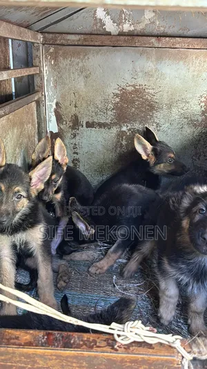 1-3 months Male Purebred German Shepherd